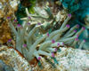 DSC 0050 Bonaire 5 8 07 Purple Tipped Sea Anome