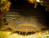 DSC 2235 Toad Fish Cozumel 10 07 14 X 11