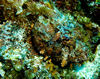 DSC 2644 Scorpionfish Cozumel 10 07 14x11