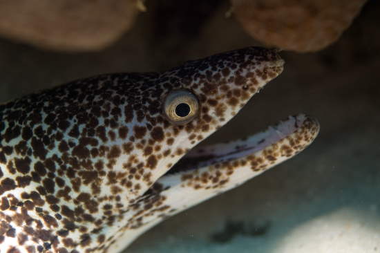 Underwater portrait photography by Park Place Photography, San Diego — photograph 2