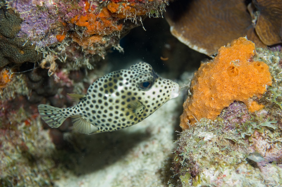 Underwater portrait photography by Park Place Photography, San Diego — photograph 4