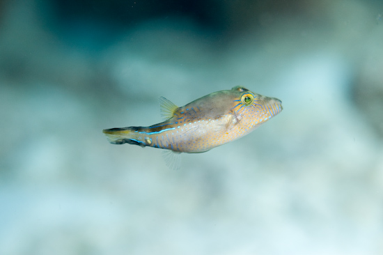 Underwater portrait photography by Park Place Photography, San Diego — photograph 5