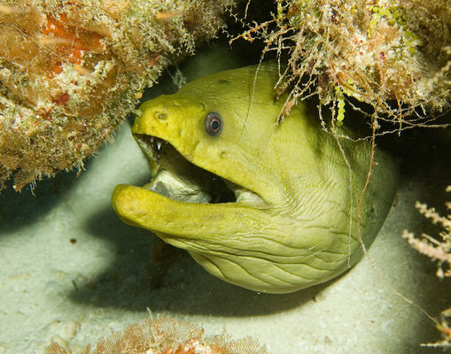 Underwater portrait photography by Park Place Photography, San Diego — photograph 21