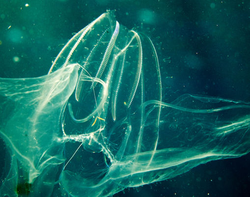 Underwater portrait photography by Park Place Photography, San Diego — photograph 22