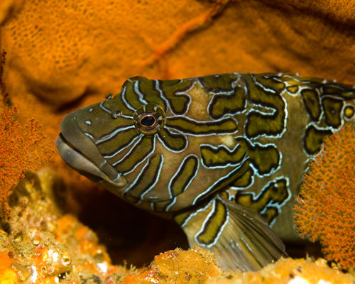 Underwater portrait photography by Park Place Photography, San Diego — photograph 23