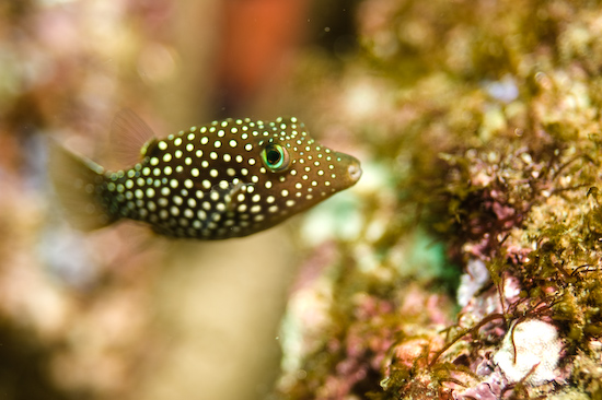 Underwater portrait photography by Park Place Photography, San Diego — photograph 24