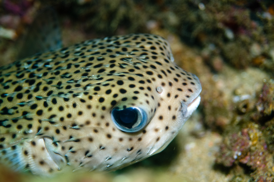 Underwater portrait photography by Park Place Photography, San Diego — photograph 25