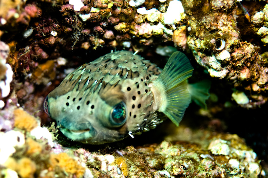 Underwater portrait photography by Park Place Photography, San Diego — photograph 26
