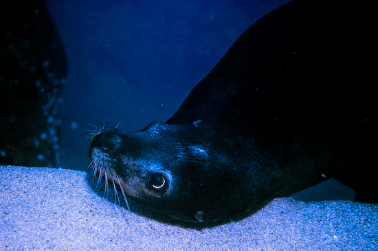 Underwater portrait photography by Park Place Photography, San Diego — photograph 27