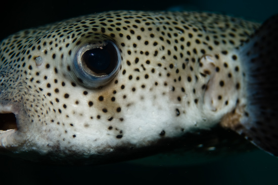 Underwater portrait photography by Park Place Photography, San Diego — photograph 28