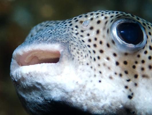 Underwater portrait photography by Park Place Photography, San Diego — photograph 29