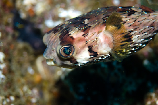 Underwater portrait photography by Park Place Photography, San Diego — photograph 30