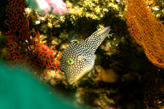 Underwater portrait photography by Park Place Photography, San Diego — photograph 31