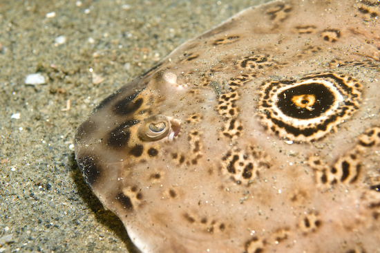 Underwater portrait photography by Park Place Photography, San Diego — photograph 33