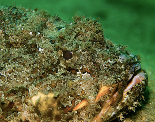 Underwater portrait photography by Park Place Photography, San Diego — photograph 35