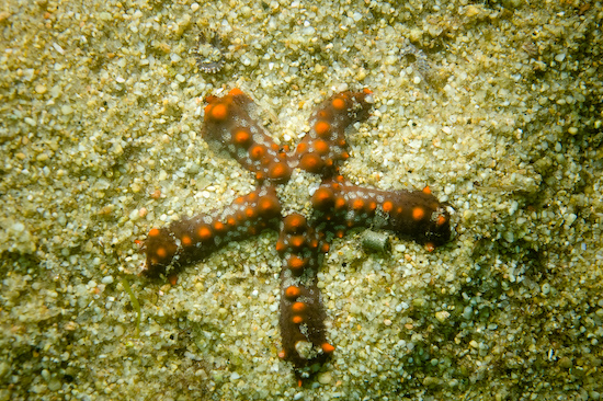 Underwater portrait photography by Park Place Photography, San Diego — photograph 36